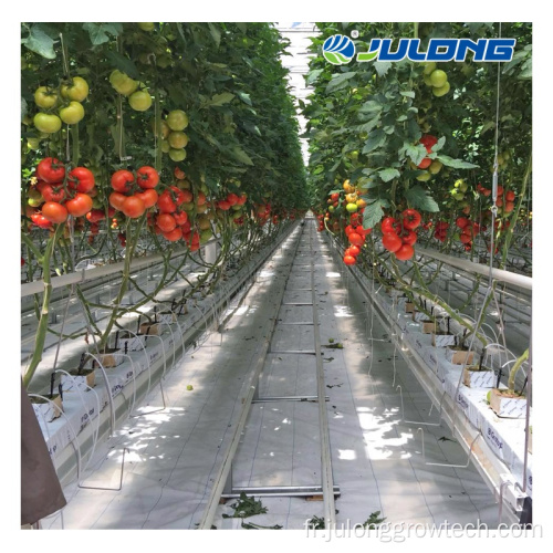 Systèmes entièrement automatiques Hydroponics Tomato Greenhouse